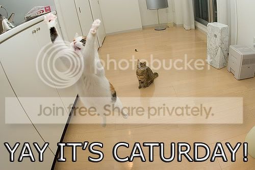 caturday.jpg