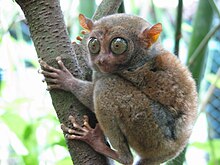 220px-Bohol_Tarsier.jpg