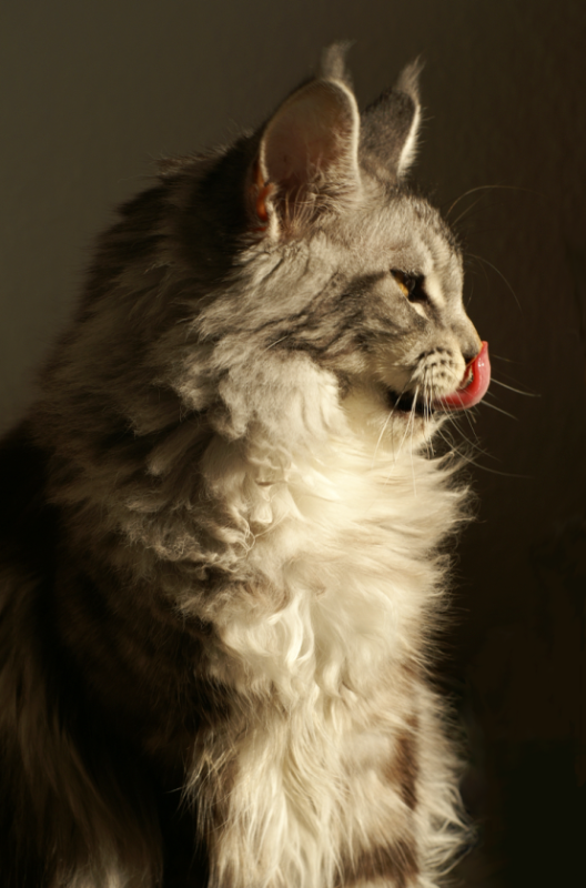 kira1712011.png