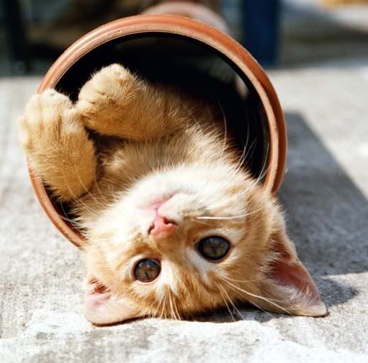 katze.jpg